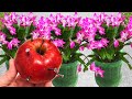 INCREDIBLE MAKES YOUR PLANTS EXPLODE FROM SO MANY FLOWERS ALL YEAR ROUND