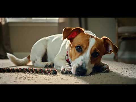 Jack Russell Terrier - Polska piosenka