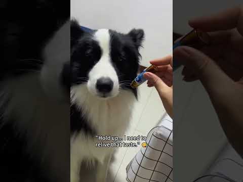 #funnydogs#cute#doglover#doglife#cure#dogshorts#pet#doglife#dogshorts