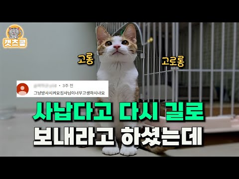 구조한 새끼고양이 너무 사납다고 다시 길로 보내라고 하셨는데. . ., 한 달 후 지금(