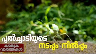 പുൽച്ചാടിയുടെ നടപ്പും നിൽപ്പും കാമറക്കണ്ണിലൂടെ | കൗതുക വാർത്തകൾ video