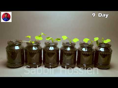 Growing radish in canning jars #timelapse