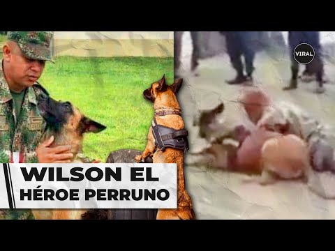 Wilson, así fue entrenado el perro que encontró los niños de la Selva