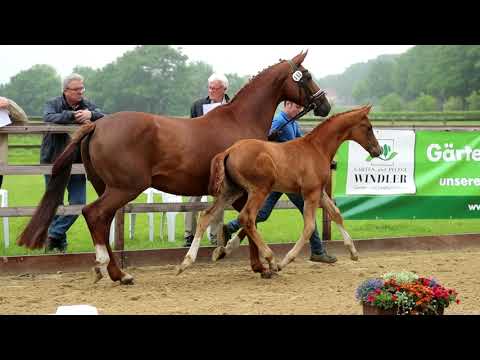 Stutfohlen von Borsalino x De Niro