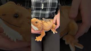 Baby bearded dragon cuddles with his stuffed bearded dragon! #shorts #fyp #tiktok #beardeddragon