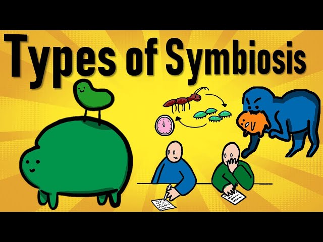 הגיית וידאו של symbiotic בשנת אנגלית