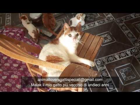 القط الفرعونى Malak play with me watch how it is funny  شاهد و تعلم كيف تجعل قطك يحبك كثيرا