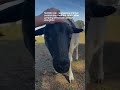 Meet Matilda The Persevering Sheep