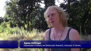 Plants Blast Pollinating Passerine Birds with Pollen Clouds