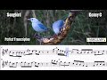 Songbird Kenny G Soprano Saxophone Perfect Transcription