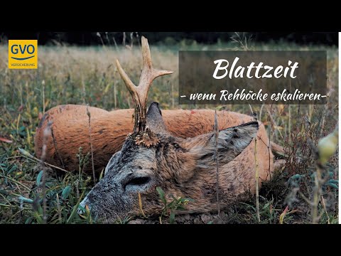 Blattzeit - wenn Rehböcke eskalieren! -Starker abnormer Bock erlegt-