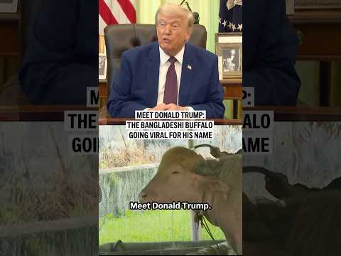 Meet Donald Trump: the Bangladeshi buffalo going viral for his name