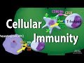 Cellular Immunity - Adaptive Immunity part 1, Animation