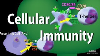 Cellular Immunity - Adaptive Immunity part 1, Animation