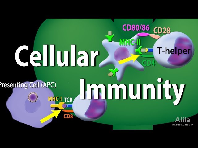 英語のcellularのビデオ発音