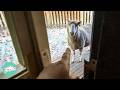 Bossy Sheep Knocks On The Door For Treats And Gets Her Friends To Join | Cuddle Buddies