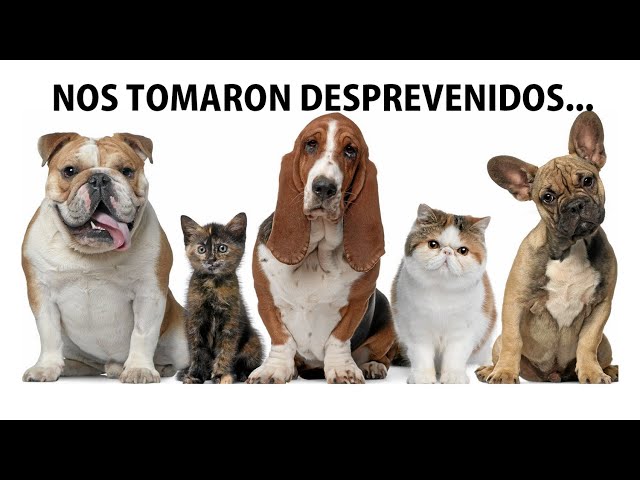 Vídeo relacionado con REFLYING Protector de Cable para Perros y Gatos, 3 Metros-12,7mm Manguitos para Cable, Protege los Cables de los Mordiscos de Las Mascotas, Manguito de Gestión de Cables Trenzado Expandible, Negro
