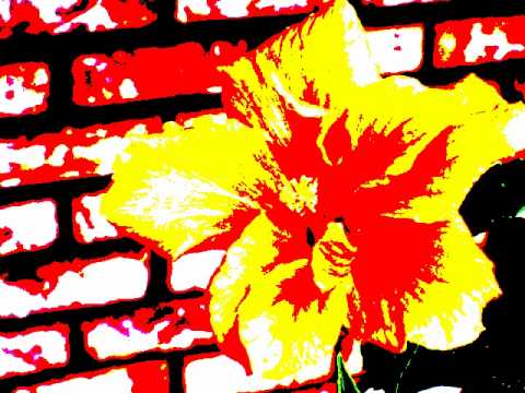 Fo'i Paongo by Kalapu Kafataha 'o Aotearoa