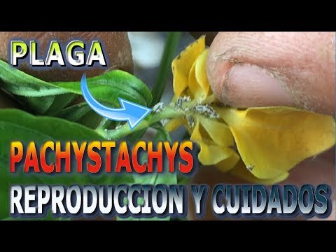, title : 'Como reproducir y cuidar la planta camaron Paquistaquis (Pachystachys lutea))|| Info Garden'