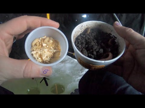 Ice Fishing Challenge WAX WORMS vs. EARTH WORMS