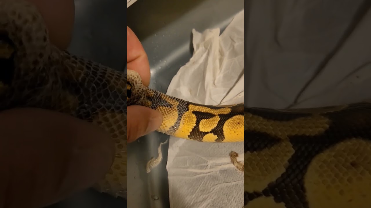 72%room humidity on paper💪#pcf_funny_royals#pets #pythonshed #reptilekeeper#snakes#ballpython