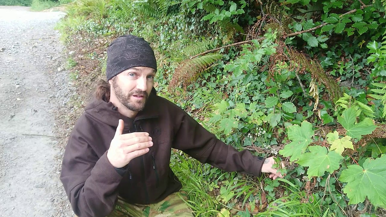 Sanicle, Sanucula Europaea, herbal/healing tea series, foraging, bushcraft - YouTube