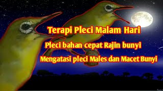 Download lagu Terapi Burung Pleci Malam Hari Pancingan Pleci Bahan Rajin Bunyi Gacor Ngalas mp3 Download lagu Terapi Burung Pleci Malam Hari Pancingan Pleci Bahan Rajin Bunyi Gacor Ngalas mp3
