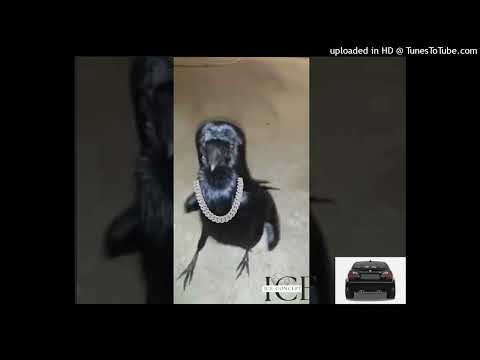 diss kobzanu/am seria 3