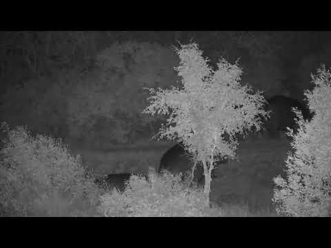 Djuma: Seven Hippos(three adults and four calves) leaving the dam - 17:45 - 06/22/2023