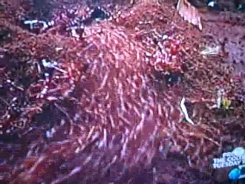 Killer Ants - STAY AWAY FROM THESE!!