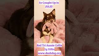 Video preview image #1 Australian Shepherd Puppy For Sale in Dallas, TX, USA