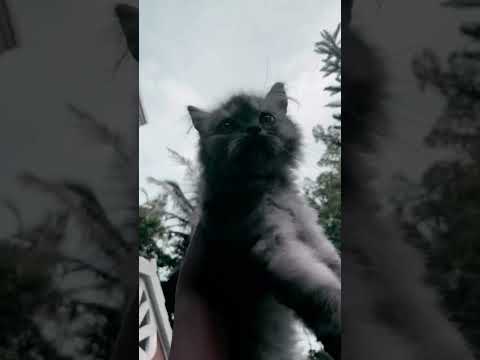 Rockstar 🔥and 💥metaesh