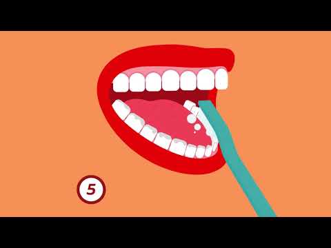 ¿Cómo cepillarse los dientes correctamente? | Colgate®
