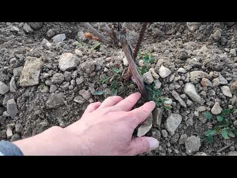 3 Pasos elementales que deberías saber sobre el injerto ingles en viñedo