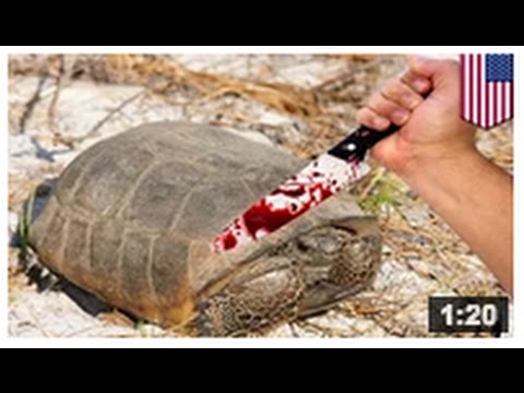 comment declarer une tortue