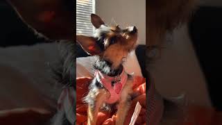 Video preview image #1 Mutt Puppy For Sale in Arlington, VA, USA