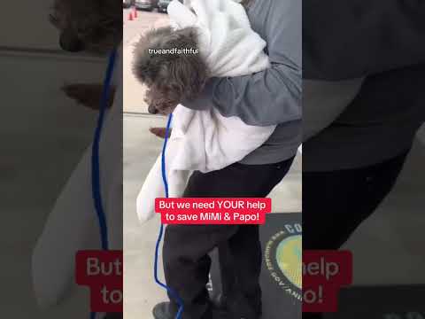 Can you help our rescue dogs⁉️🥺Link in our bio🫶 #amazon #rescuedog #chihuahua #shelter #florida