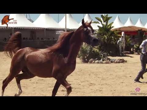 N 116 OM EL BELLAGIO   2020 Menton Mediterranean and Arab Countries Arabian Horse Championship   7 Y
