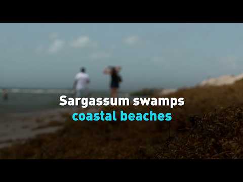 Sargassum swamps coastal beaches
