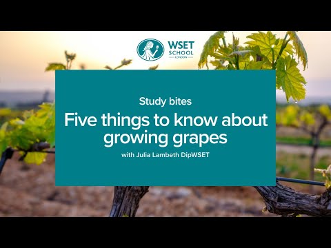 Study bites: five things to know about growing grapes (WSET Level 3 wine)