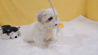 ハーフ犬の動画01