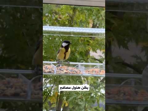 حطيت بيت للعصافير على الشباك ❤️