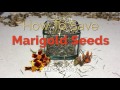 How to Save Marigold Seeds - Quick and Easy