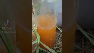ពិសោធជីសរីរាង្គទឹក SBN. Dr. Q &CGNF លើស្រូវប្រាំង
