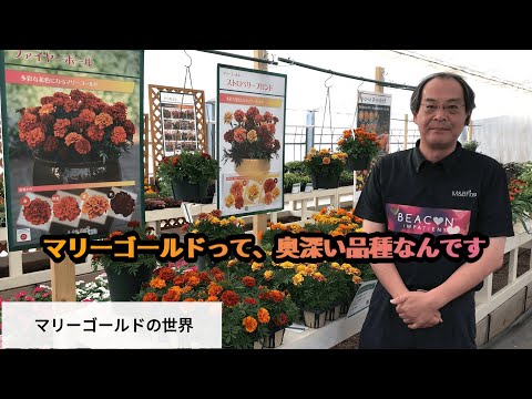 マリーゴールド、マリーゴールド、ベルベットの花 植物