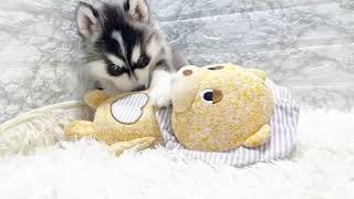 シベリアンハスキーの動画01