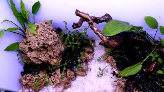 🔶Setup low tech planted tank at home✅