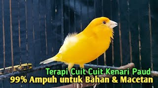 Download lagu Kenari gacor PAUD cuit cuit NgeroL - Pancingan kenari paud belajar bunyi & Ampuh untuk KENARI MACET mp3