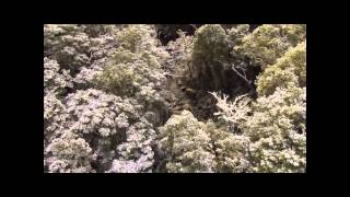Petar Dundov - Forest Ride