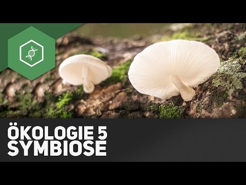 Symbiose – Ökologie 5